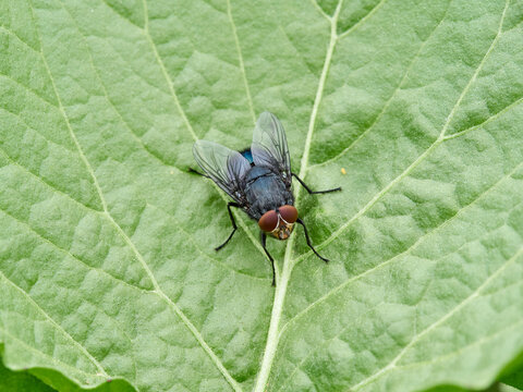 Bluebottle flies (Calliphora vicina or Calliphora vomitoria), which are common, large, metallic-blue scavenging insects