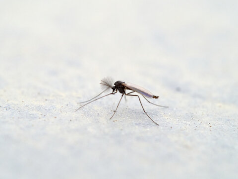 Dwarf Mosquitoes, Family Chironomidae. Feathery antennae