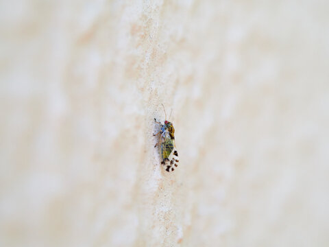 Book Lice, Psocodea Order