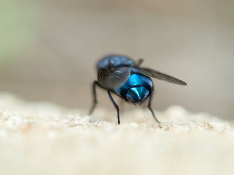 Bluebottle flies (Calliphora vicina or Calliphora vomitoria), which are common, large, metallic-blue scavenging insects