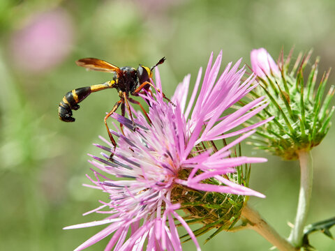 Fly of g&eacute;nero Physocephala on a pink flower