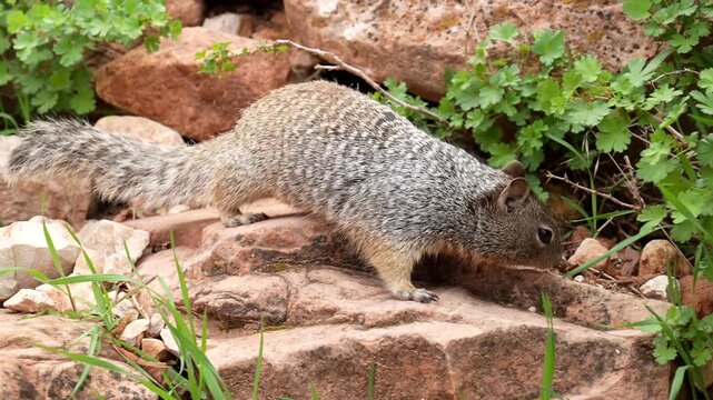 Curious rock squirrel emerging from its den on the bright angel trail, approaching a hiker's hand and sniffing a piece of food offered by the person in grand canyon national park, arizona