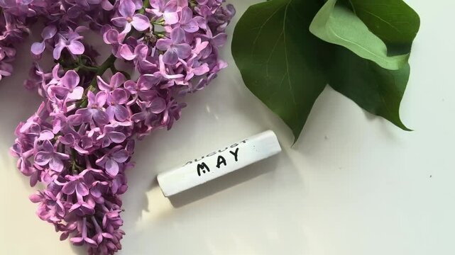 Purple lilac flowers with May calendar and soft light, spring seasonal composition, floral greeting concept.