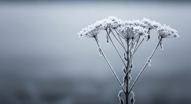 Frost covered dead weeds stand tall in a winter field, showing brittle stalks and intricate seed heads against the cold gray morning light, january, stalk, pattern