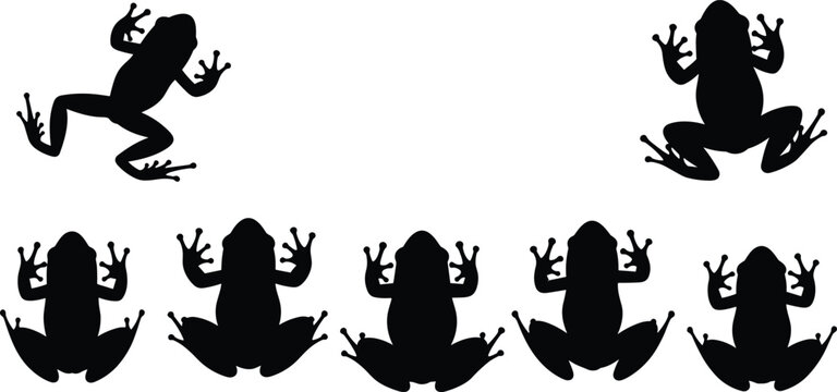 Vector Frog illustrations in various poses. Frog silhouettes and icons for wildlife, amphibian studies, and educational projects. Creative Frog designs for nature and biology.