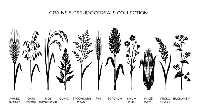 Collection of various cereal and pseudocereal plants including wheat rice quinoa and millet in black and white