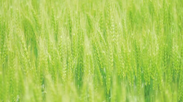 Young Green Wheat Ears Swaying in a Fresh Early Summer Field
