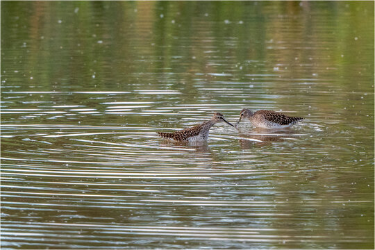 Bruchwasserl&auml;ufer