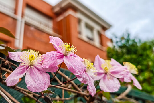 Flowers clematides pink montana next to the fence of a house in spring.