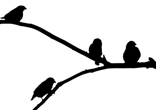 zebra finches sitting on a branch, the silhouettes, birds sitting on a tree 