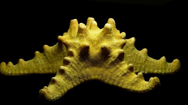 Starfish Sea Star 360 Rotation Close Up on Black Background 4K Video