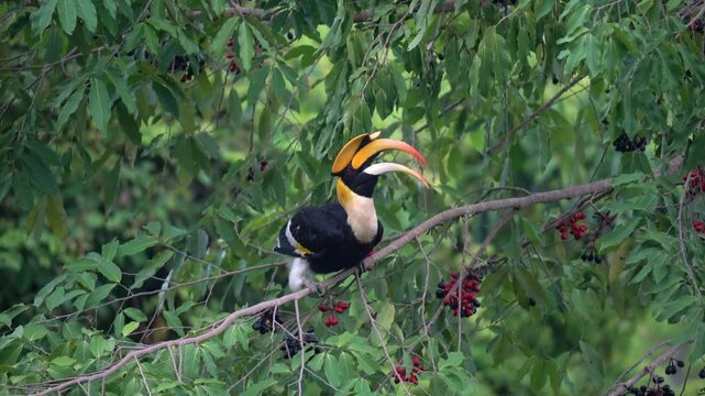 Wild Bird, Great hornbill eating wild fruits
