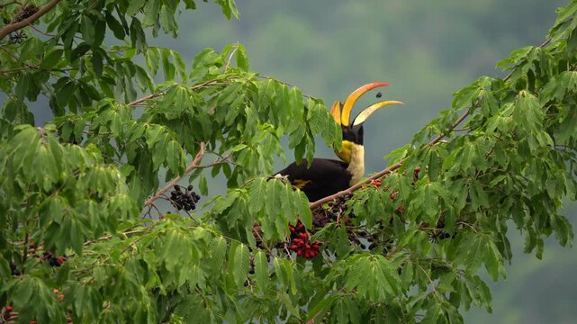 Wild Bird, Great hornbill eating wild fruits