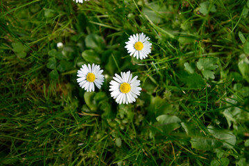 Group of common daisy in green field. Ultra wide shot of Bellis perennis growing in green meadow. © glashaut