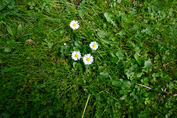 Group of common daisy in green field. Ultra wide shot of Bellis perennis growing in green meadow. © glashaut