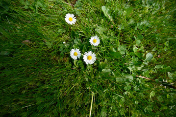 Group of common daisy in green field. Ultra wide shot of Bellis perennis growing in green meadow. © glashaut