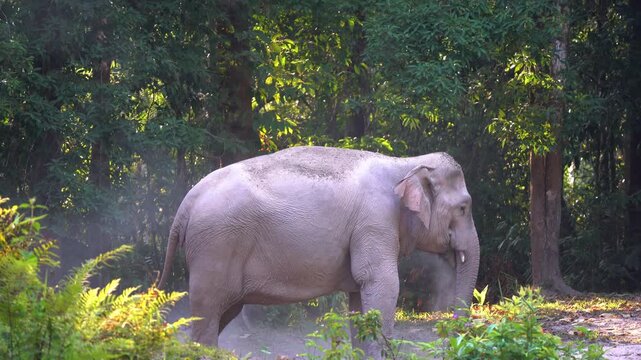 Asian Elephants playing in the mud