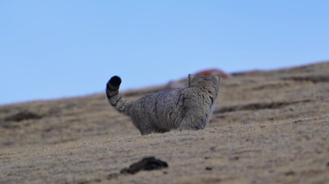 Pallas's Cat Observing And Running On Arid Rocky Ground