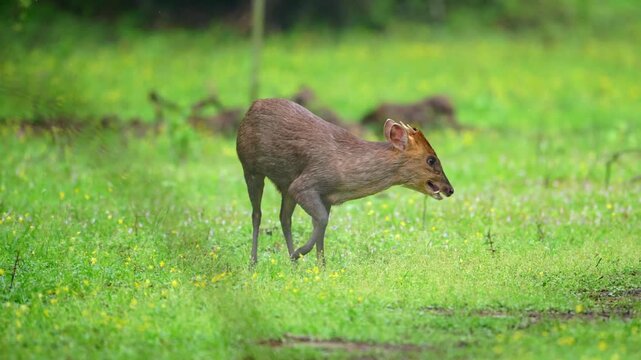 Reeves's Muntjac Walking Across Green Grass Meadow