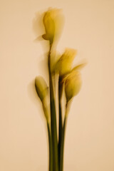 Fototapeta premium Soft And Dreamy Motion Blur Of Spring Flowers In Motion