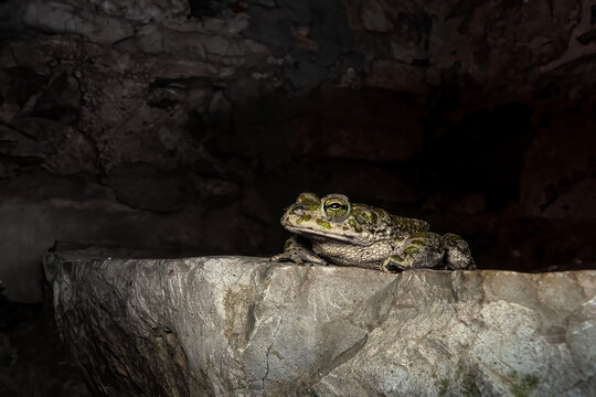European green toad at night (Bufotes virdis)