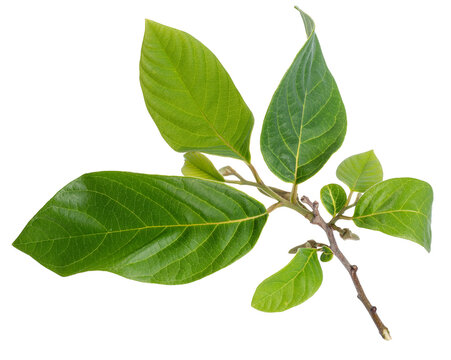  Fresh green cherimoya leaves on a twig isolated on a white background.