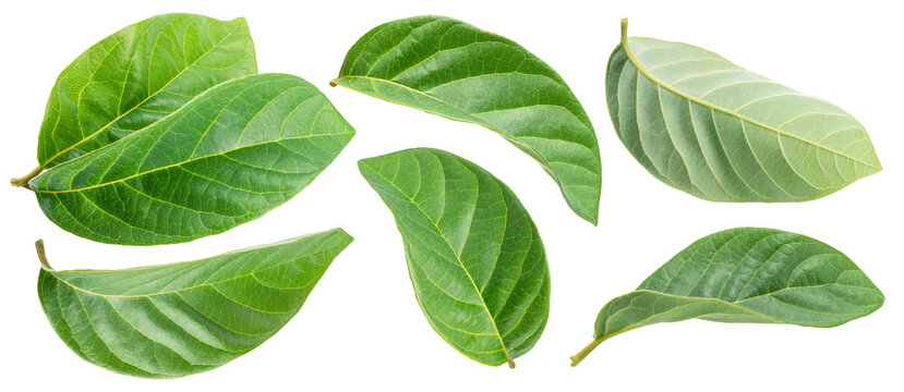 A set of fresh tropical cherimoya (annona) leaves isolated on a white background.