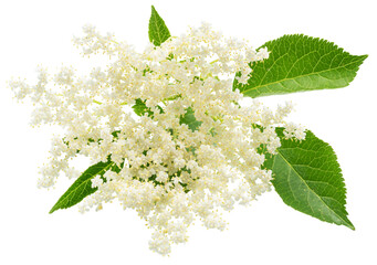 Obraz premium Fresh white elderberry blossom with elderberry green leaves isolated on a white background. Herbal medicinal tea ingredient.