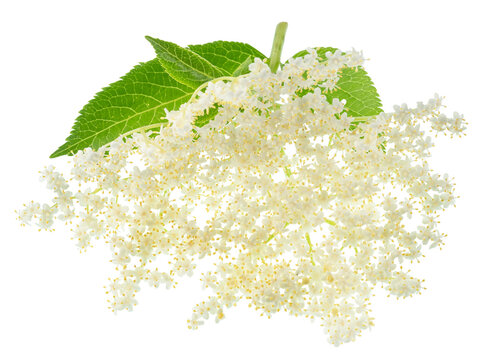 Fresh white elderberry blossom with elderberry green leaves isolated on a white background. Herbal medicinal tea ingredient.