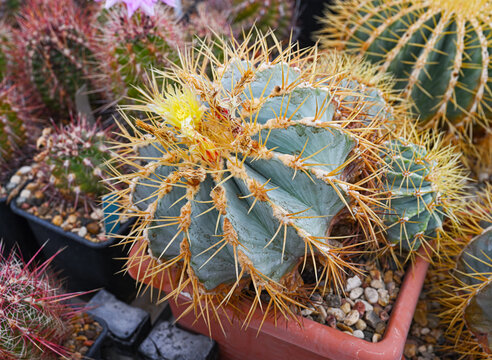 Close-up of Ferocactus glaucescens