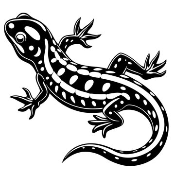 A sleek black and white vector illustration of a striped salamander or newt with detailed body patterns and limbs