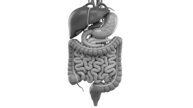 Human digestive system diagram