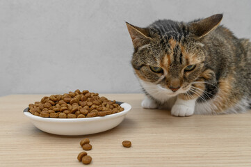 A full bowl of dry cat food, cat crisps, specialized cat food © Paweł Kacperek