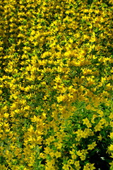 Obraz premium Gepunktete Gilbweiderich (Lysimachia punctata)