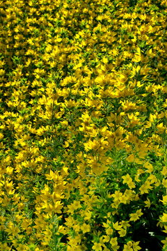 Gepunktete Gilbweiderich (Lysimachia punctata)