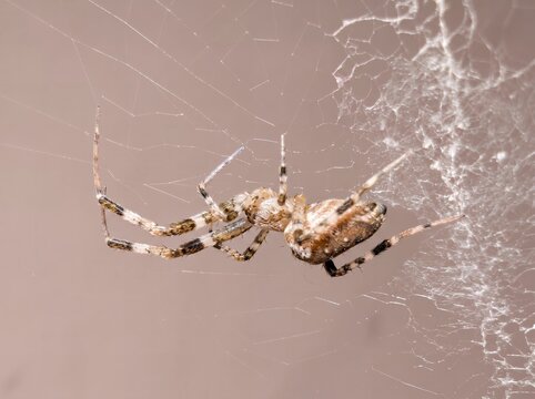 Detailed macro of a Nosferatu spider on a web, Generative AI