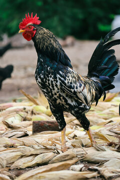 Close-up of a Rooster with Golden Neck Feathers and Speckled Body. This side-profile shot emphasizes the color transition from the rooster's neck hackles to his black-and-white spotted chest. 