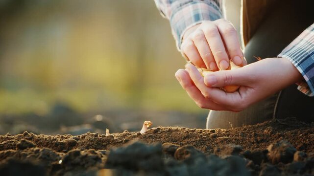 Person hands planting small onion bulb sets into soil of garden bed during sunny spring season.