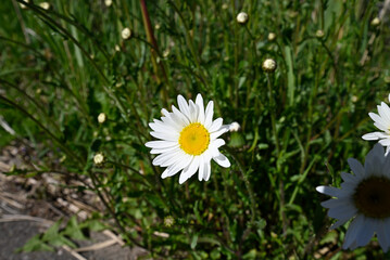 Group of common daisy in green field. Ultra wide shot of Bellis perennis growing in green meadow. © glashaut