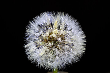 Fototapeta premium Pusteblume