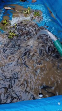 High angle shot of water pouring from a hose into a blue tarpaulin pond filled with swarming juvenile catfish