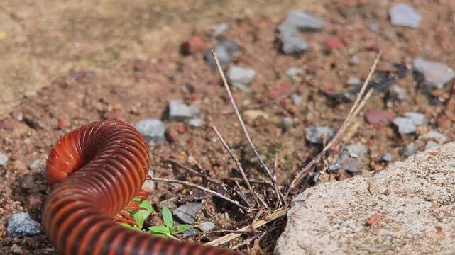 Giant millipede on the floor.