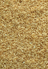 Fototapeta premium Dry brown rice grains in big pile on table close up. Large amount of brown rice seeds