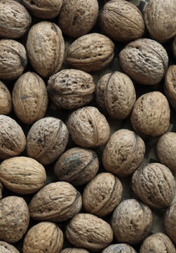 Round brown walnuts in big pile on table close up. Large amount of brown walnuts
