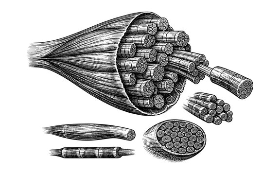 Detailed illustration of muscle fiber structure and bundles in a vintage engraving style