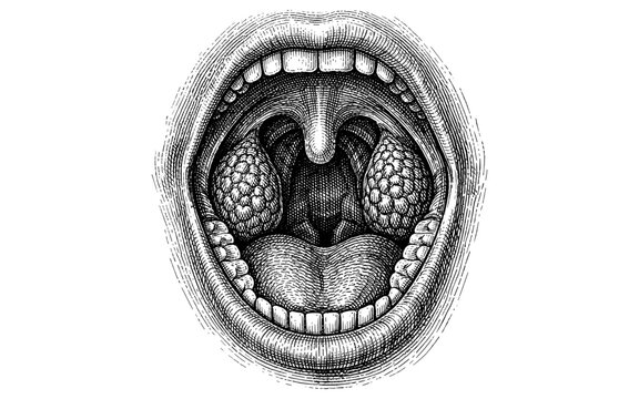 Vintage illustration of an open mouth showing tonsils and uvula in detail
