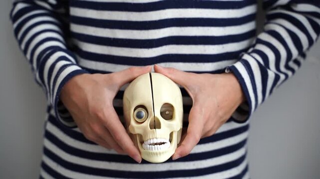 Person holds skull gently, mid-torso shown. Striped shirt frames the skeletal model. Hands cradle the skull with care. White background emphasizes the subject. Medical, educational