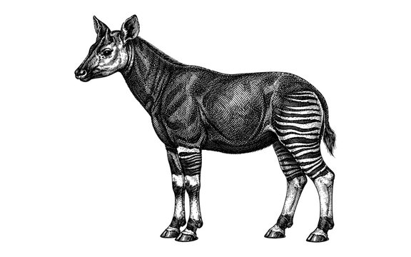 Vintage illustration of an okapi with zebra-like stripes on its legs and hindquarters