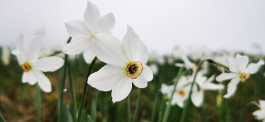 Fototapeta premium Narcisi selvatici
