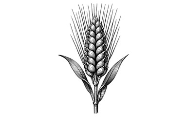 Obraz premium Detailed illustration of a single barley ear with leaves and awns